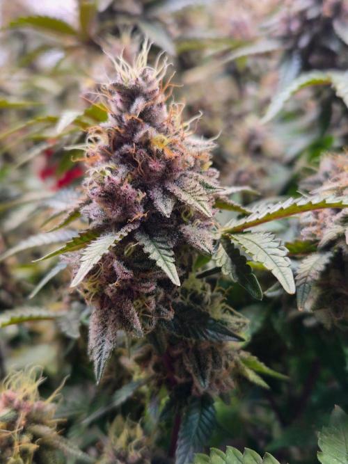 Slushberry Mintz - Outdoor vs Indoor. Week 20