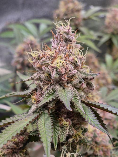 Slushberry Mintz - Outdoor vs Indoor. Week 20