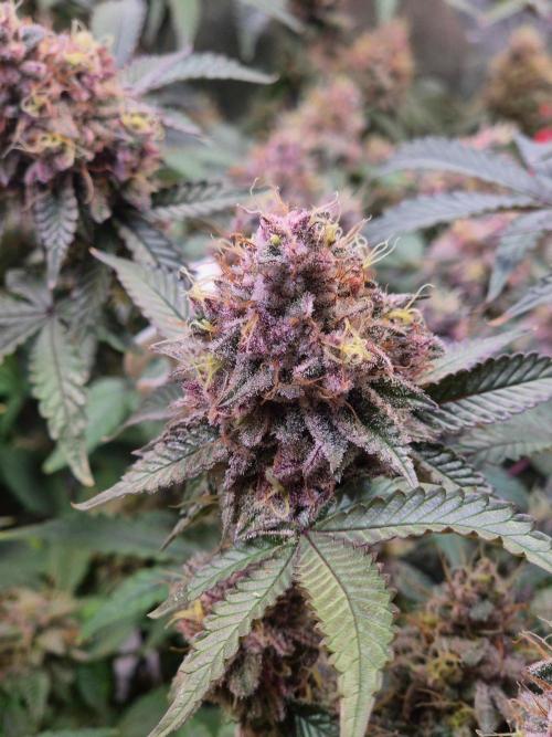 Slushberry Mintz - Outdoor vs Indoor. Week 20