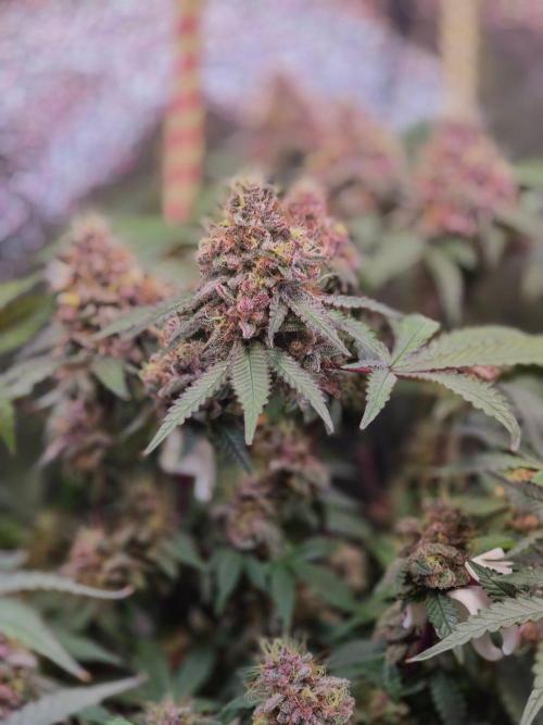 Slushberry Mintz - Outdoor vs Indoor. Week 20