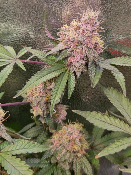 Slushberry Mintz - Outdoor vs Indoor. Week 20