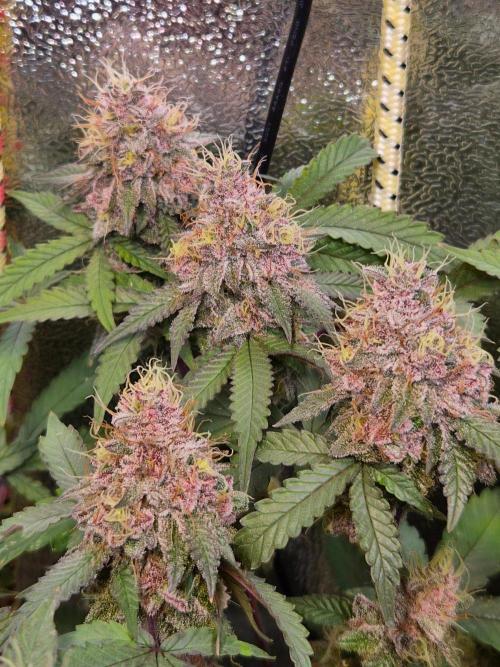 Slushberry Mintz - Outdoor vs Indoor. Week 20