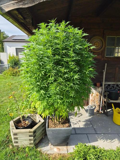 Slushberry Mintz - Outdoor vs Indoor. Week 20