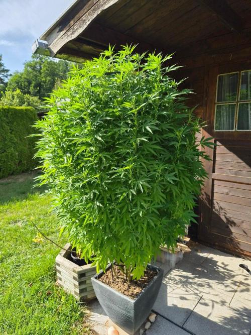 Slushberry Mintz - Outdoor vs Indoor. Week 20