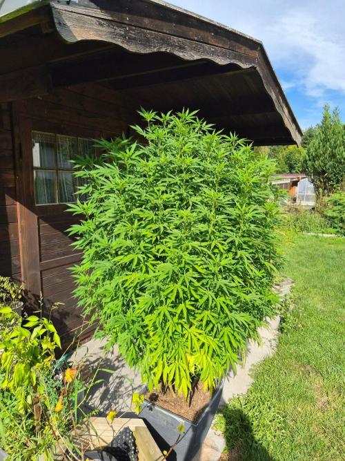 Slushberry Mintz - Outdoor vs Indoor. Week 20