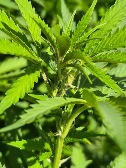 Slushberry Mintz - Outdoor vs Indoor. Week 20