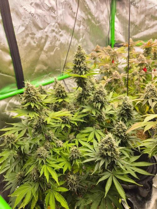 Geist Grow – Geist Grow OG S1. Week 15