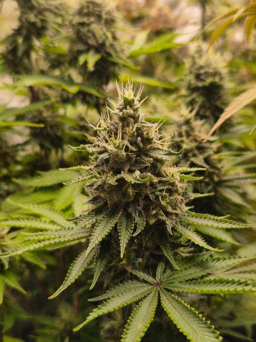 Geist Grow – Geist Grow OG S1. Week 15
