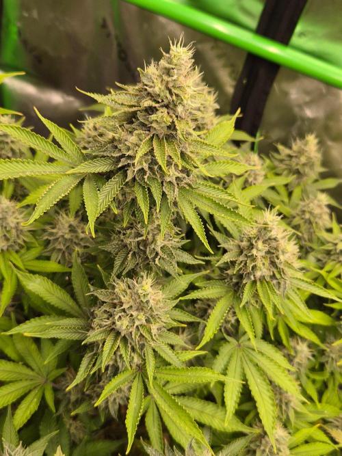 Geist Grow – Geist Grow OG S1. Week 15