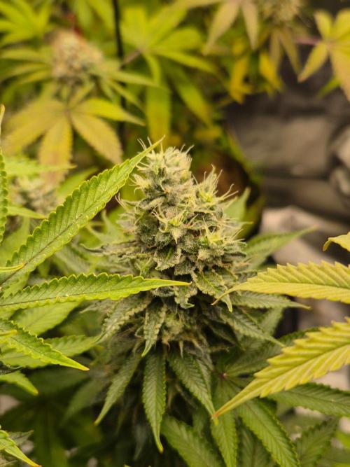 Geist Grow – Geist Grow OG S1. Week 15