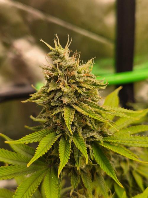Geist Grow – Geist Grow OG S1. Week 15