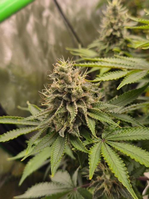 Geist Grow – Geist Grow OG S1. Week 15