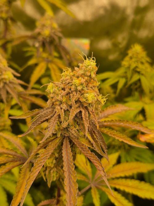 Zoapz 34 - HnnyHmp. Week 15