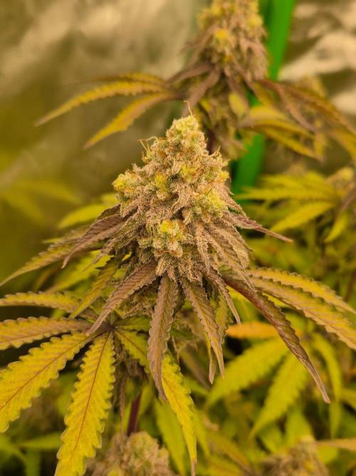 Zoapz 34 - HnnyHmp. Week 15