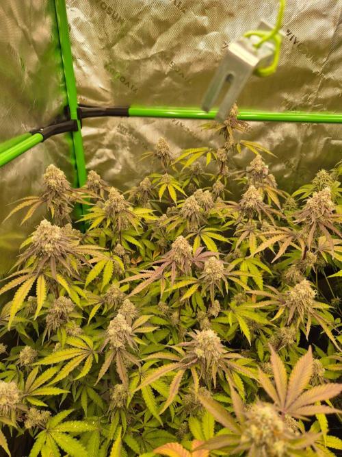 Zoapz 34 - HnnyHmp. Week 15