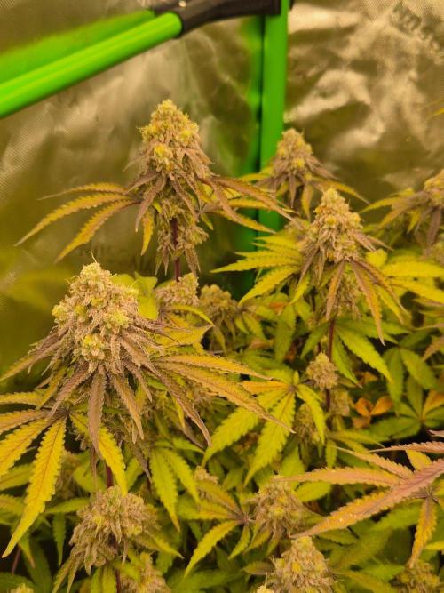 Zoapz 34 - HnnyHmp. Week 15