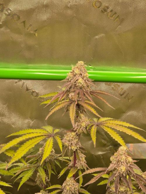Zoapz 34 - HnnyHmp. Week 15