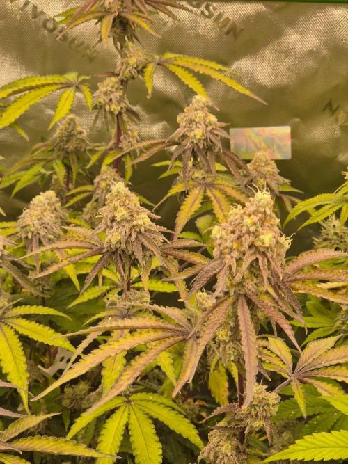 Zoapz 34 - HnnyHmp. Week 15