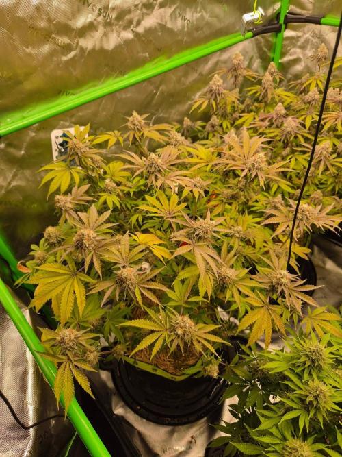 Gas Gimlet - Wizard Trees #3. Week 15