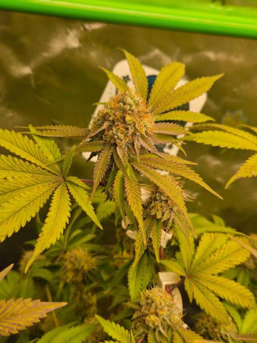 Gas Gimlet - Wizard Trees #3. Week 15