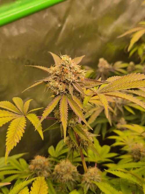 Gas Gimlet - Wizard Trees #3. Week 15