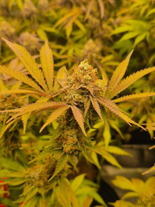 Gas Gimlet - Wizard Trees #3. Week 15