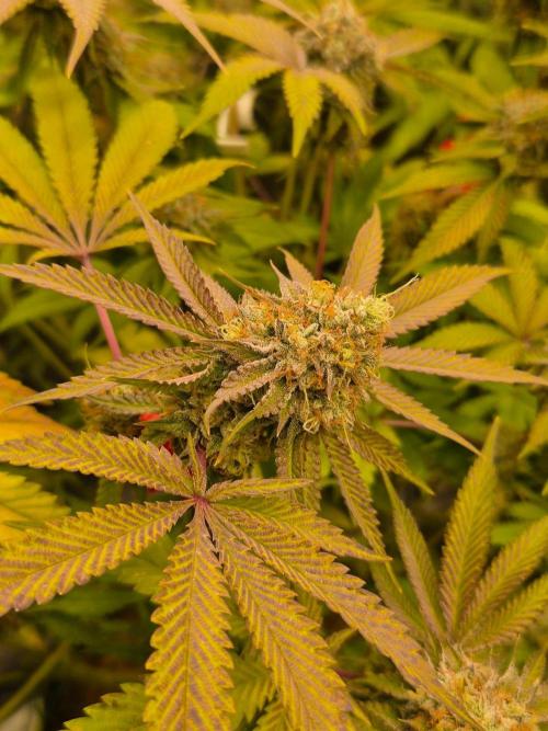 Gas Gimlet - Wizard Trees #3. Week 15