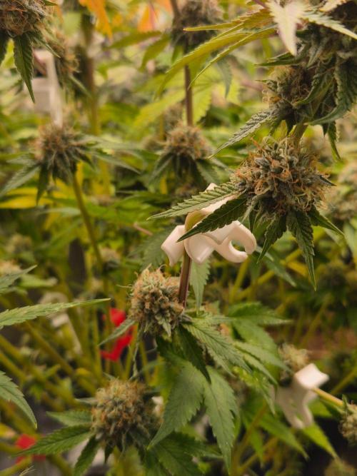 Gas Gimlet - Wizard Trees #3. Week 15
