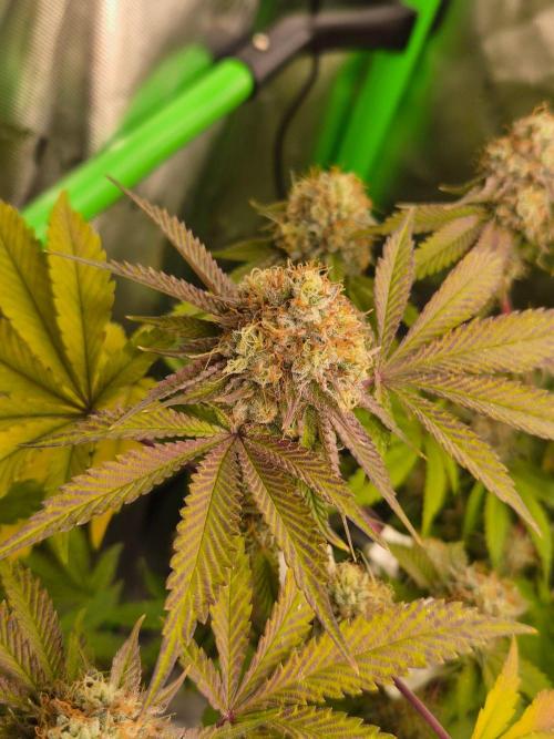 Gas Gimlet - Wizard Trees #3. Week 15