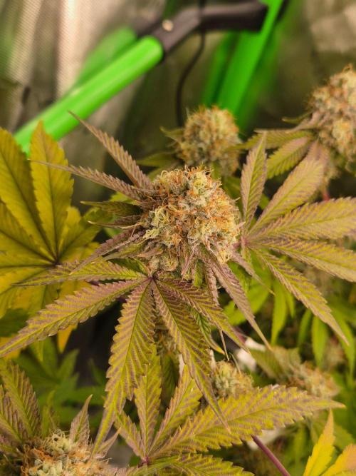 Gas Gimlet - Wizard Trees #3. Week 15