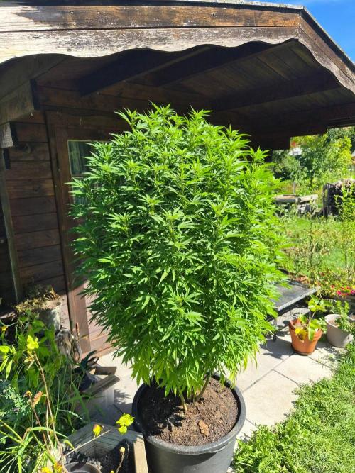 Slushberry Mintz - Outdoor vs Indoor. Week 21
