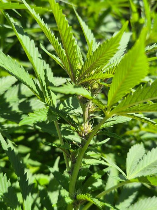 Slushberry Mintz - Outdoor vs Indoor. Week 21