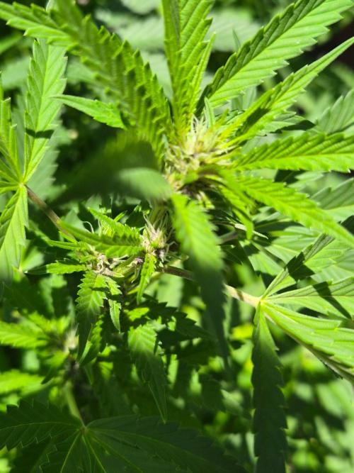 Slushberry Mintz - Outdoor vs Indoor. Week 21