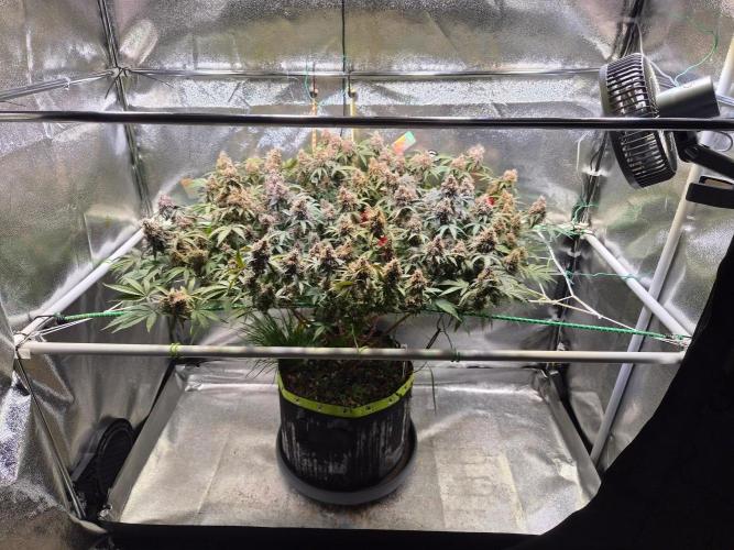 Slushberry Mintz - Outdoor vs Indoor. Week 21