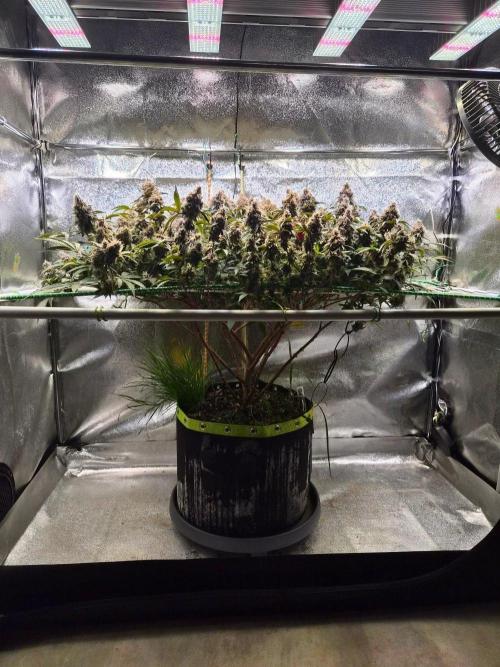Slushberry Mintz - Outdoor vs Indoor. Week 21