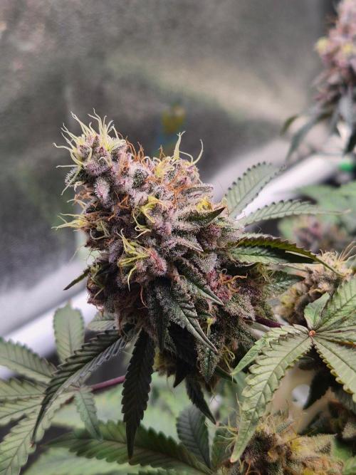 Slushberry Mintz - Outdoor vs Indoor. Week 21
