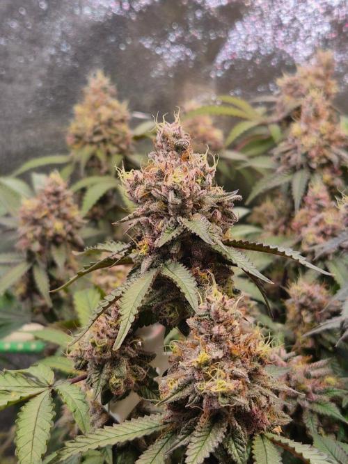Slushberry Mintz - Outdoor vs Indoor. Week 21