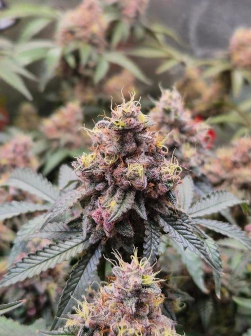 Slushberry Mintz - Outdoor vs Indoor. Week 21