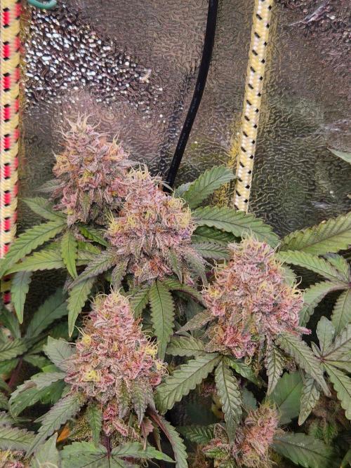 Slushberry Mintz - Outdoor vs Indoor. Week 21