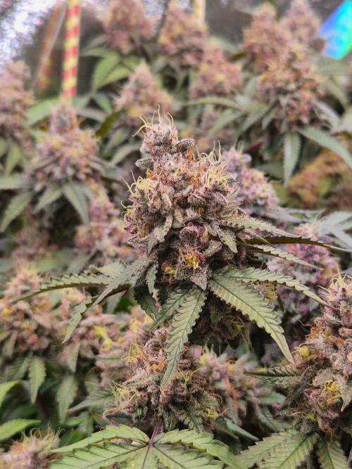 Slushberry Mintz - Outdoor vs Indoor. Week 21
