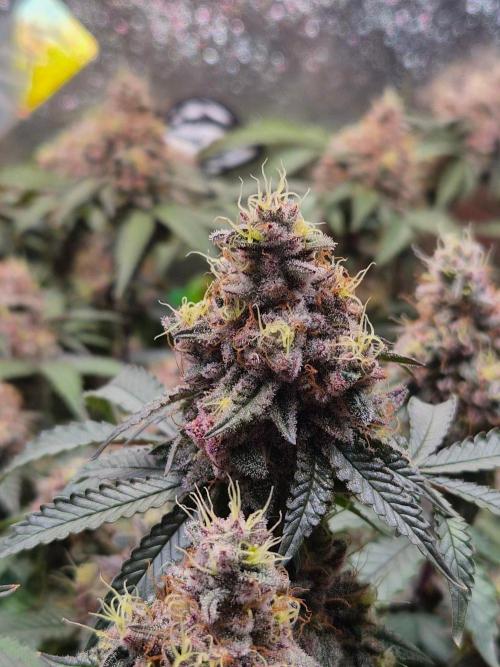 Slushberry Mintz - Outdoor vs Indoor. Week 21