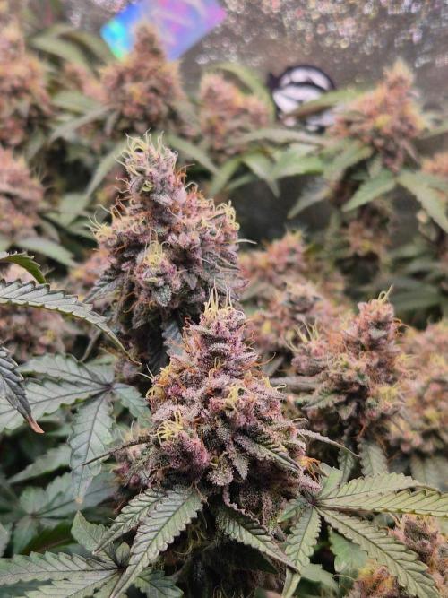 Slushberry Mintz - Outdoor vs Indoor. Week 21