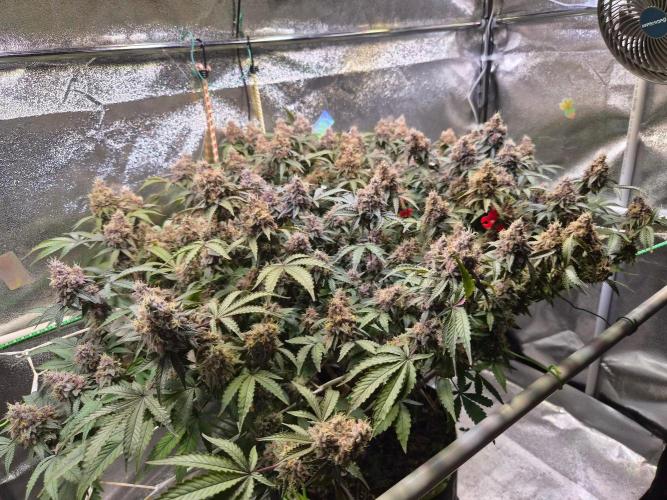 Slushberry Mintz - Outdoor vs Indoor. Week 21