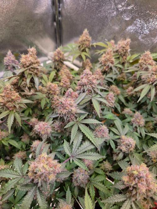 Slushberry Mintz - Outdoor vs Indoor. Week 21