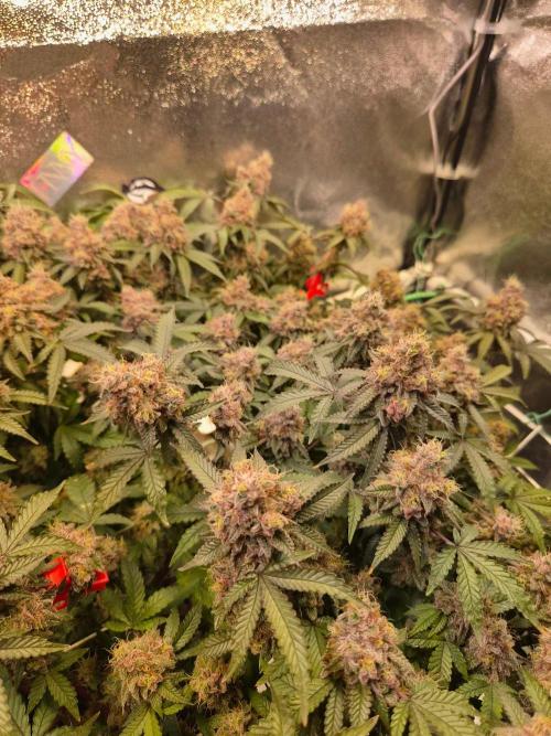 Slushberry Mintz - Outdoor vs Indoor. Week 21