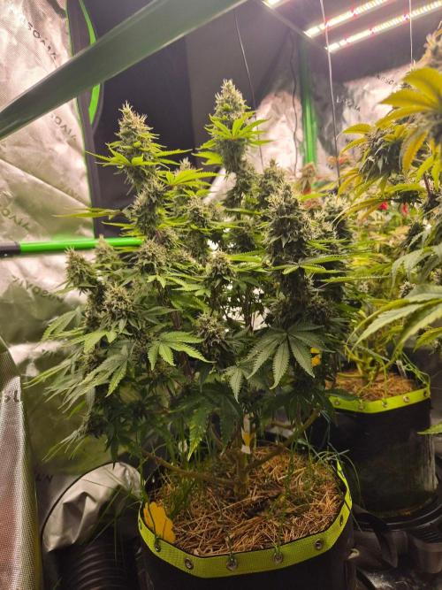Geist Grow – Geist Grow OG S1. Week 16