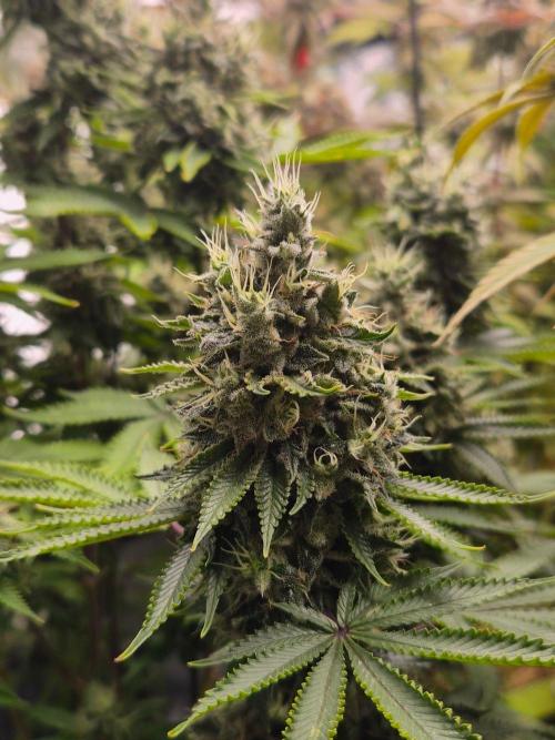 Geist Grow – Geist Grow OG S1. Week 16