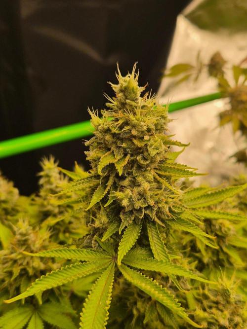 Geist Grow – Geist Grow OG S1. Week 16