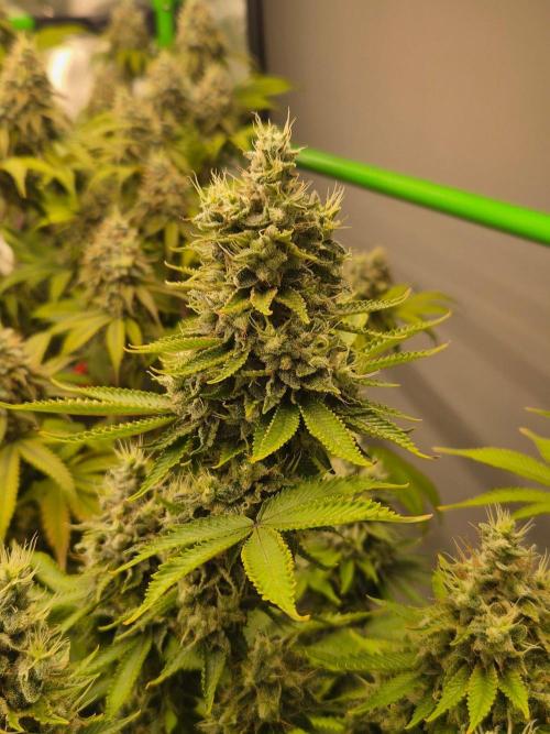 Geist Grow – Geist Grow OG S1. Week 16