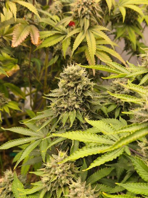Geist Grow – Geist Grow OG S1. Week 16